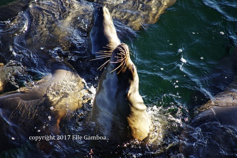 California Photo Safari – Photo Tour Site